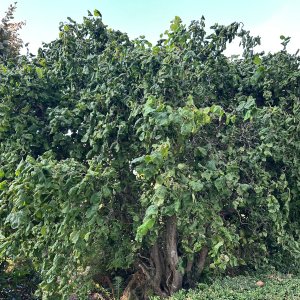 Lieska obyčajná (Corylus avellana contorta) ´MEDUSA´ - výška 60-80 cm, kont.C5L